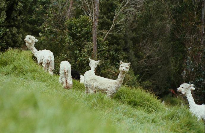 Our Alpacas Live in Heaven on Earth—See for Yourself