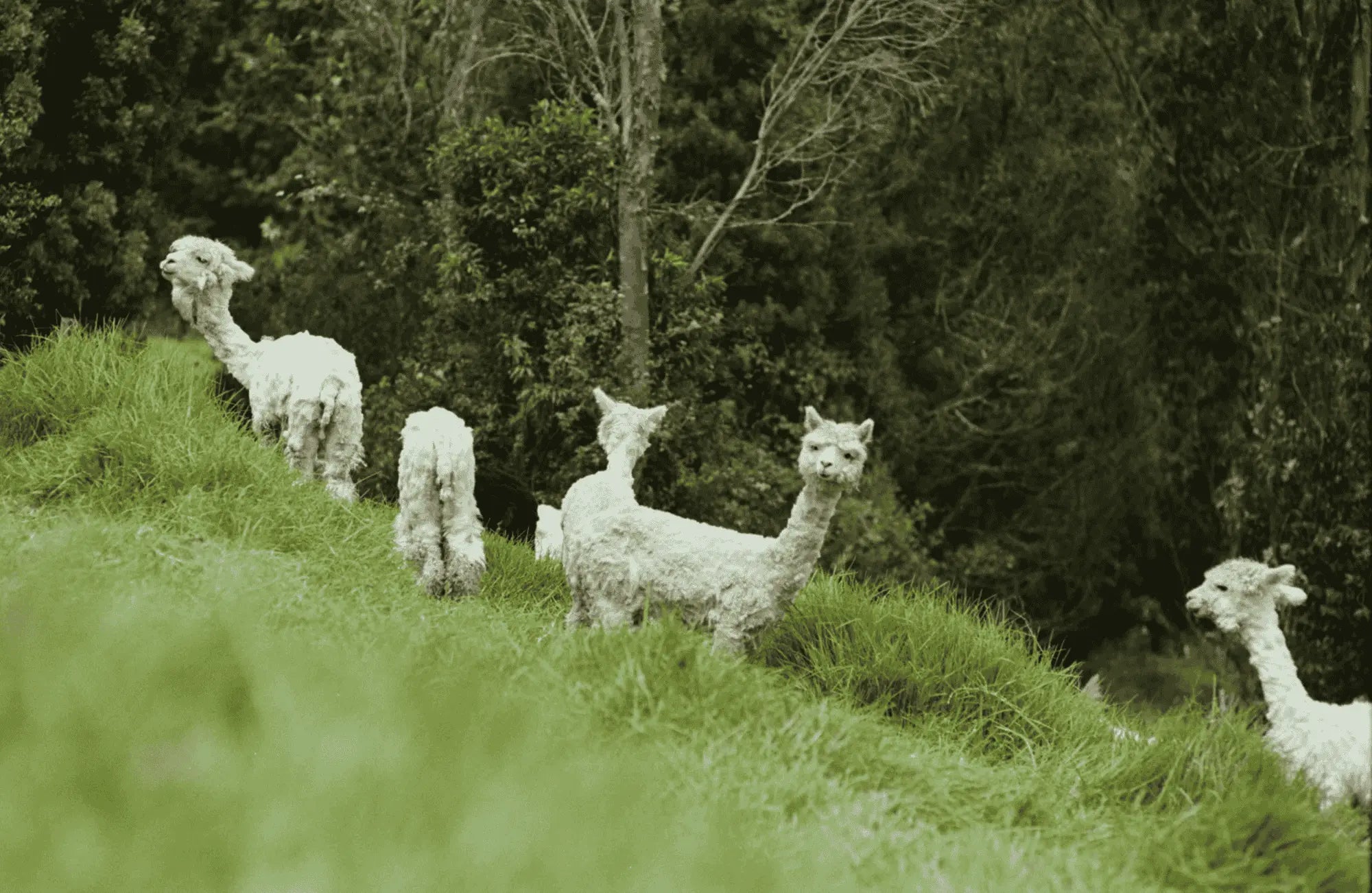 Pack of Alpacas on hills