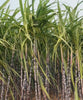 Bamboo plants growing on a large land
