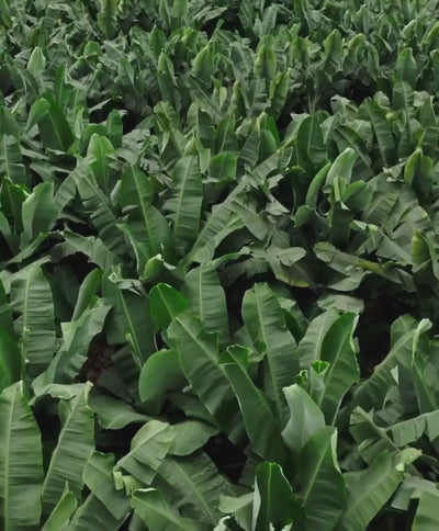 Greenery growing on large open land area