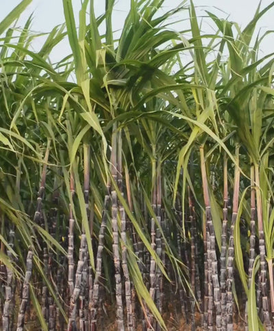 Bamboo plants growing on a large land
