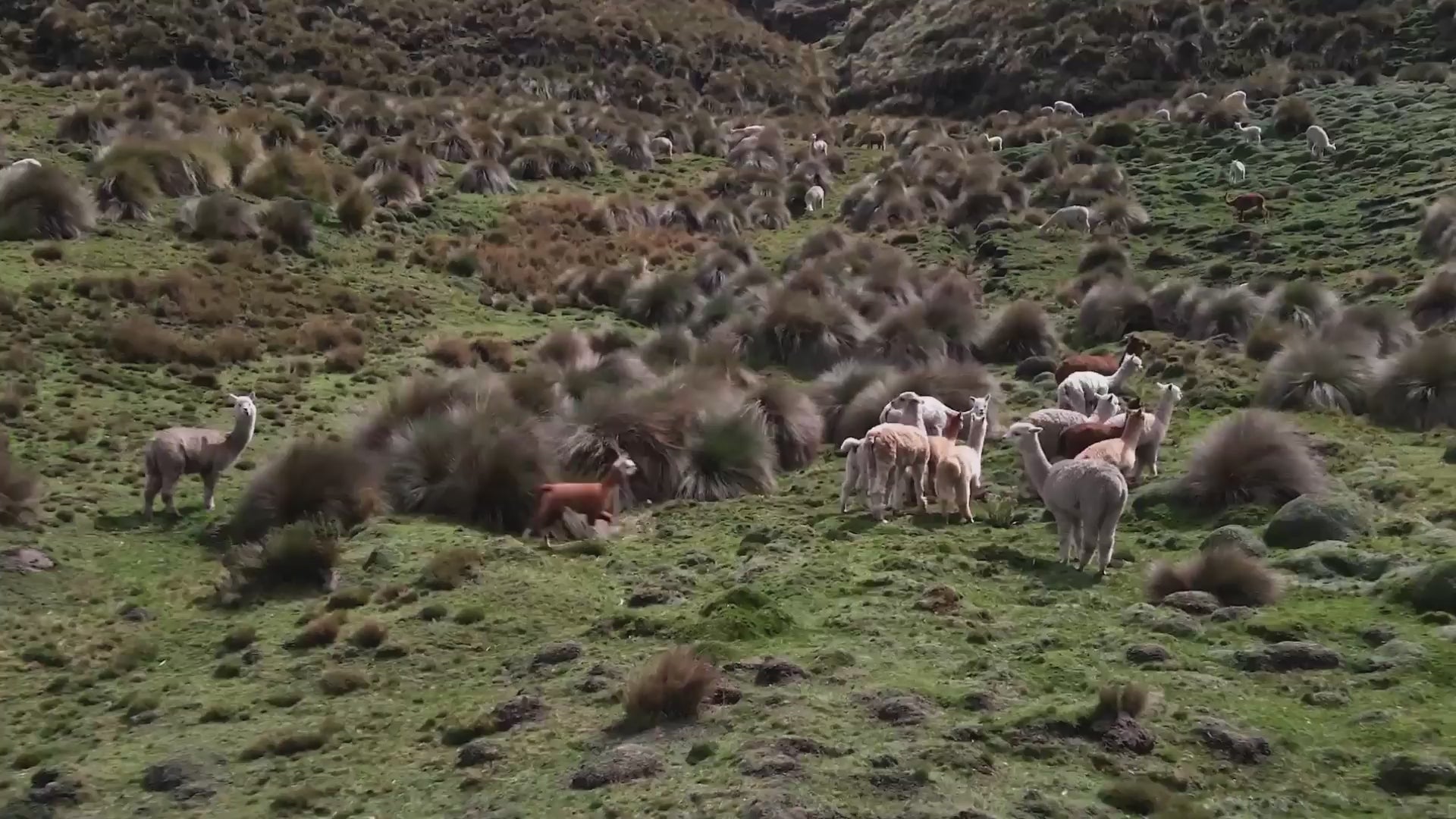 Alpacas grazing on large green open land