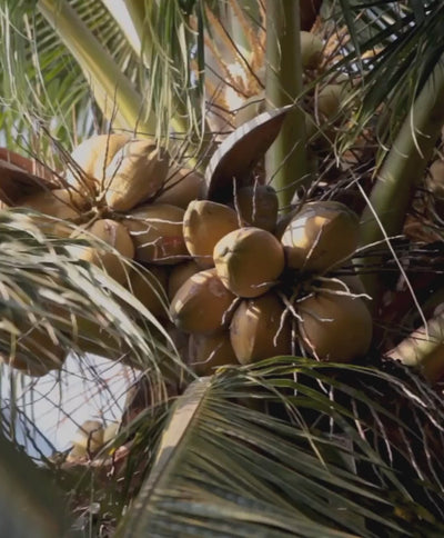 Coconut on tree branch
