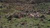 Alpacas grazing in a green land